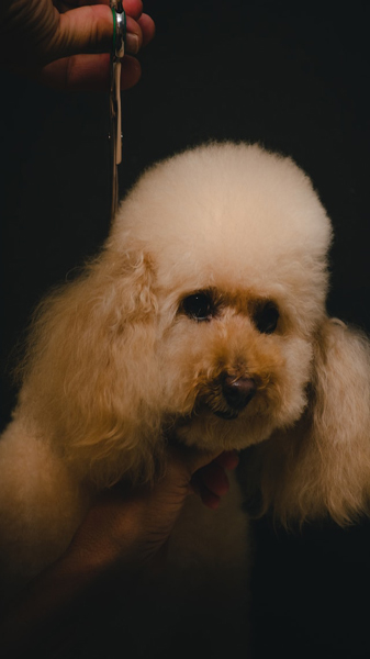 poodle enjoying a trim