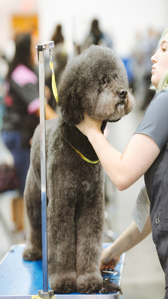 black poodle enjoying being pampered