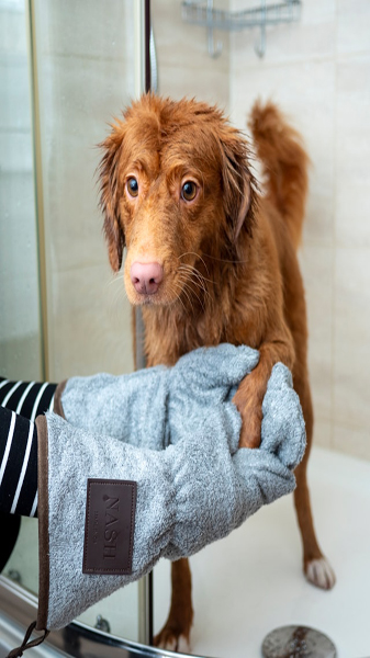 dog being dried with a towel