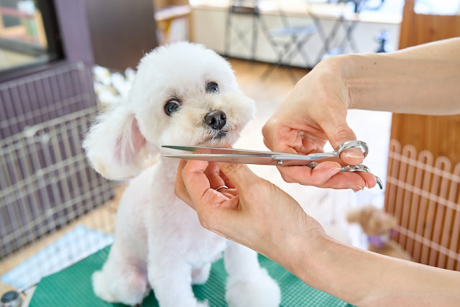 bichon frise enjoying a beard trim