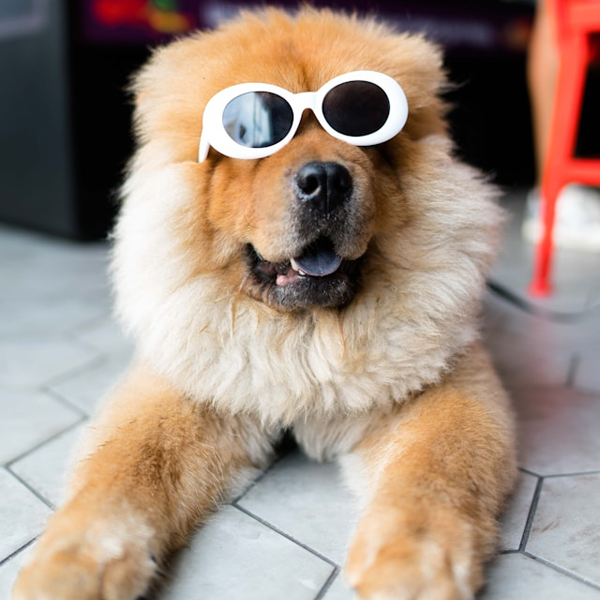 freshly cleaned dog wearing sunglasses